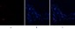 BMP-2 Polyclonal Antibody